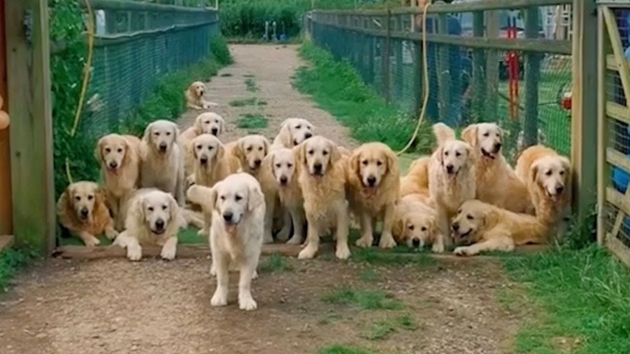 Spending The Day At 'The Golden Retriever Experience' YouTube