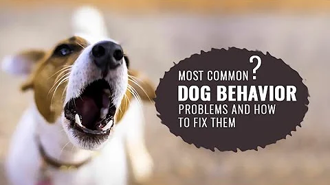 Most Common Dog Behavior Problems and How To Fix Them | DiscountPetCare
