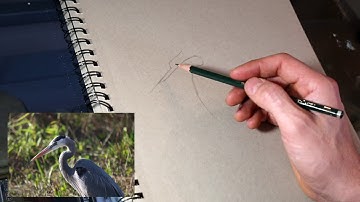 Drawing lessons - Sketchbook Challenge #4 - Blue Heron, proportion and relationships