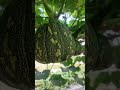 winter squash (pumkin) 🌴🌳🌲🌿☘️☘️🌿🌿 hanging method # agriculture.