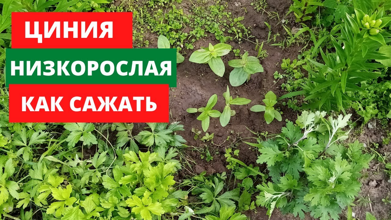 Циния низкорослая.КАК САЖАТЬ - YouTube