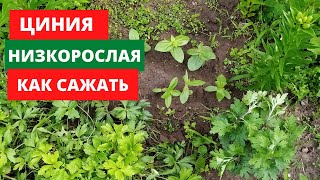 Циния низкорослая.КАК САЖАТЬ