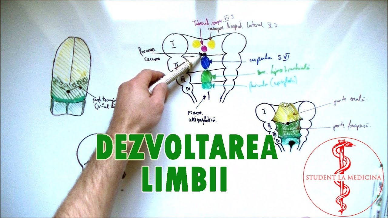 Embriologie - Dezvoltarea Limbii medicina natural