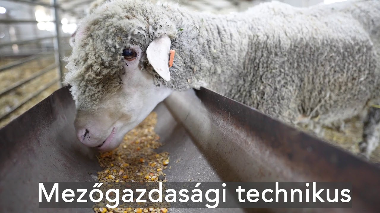 Török János Református Mezőgazdasági és Egészségügyi Technikum és Szakképző Iskola