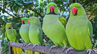 Parrot vlogs beautiful village life 🦜🦜 parrot lovers 🦜🦜 parrot sound cute birds ...