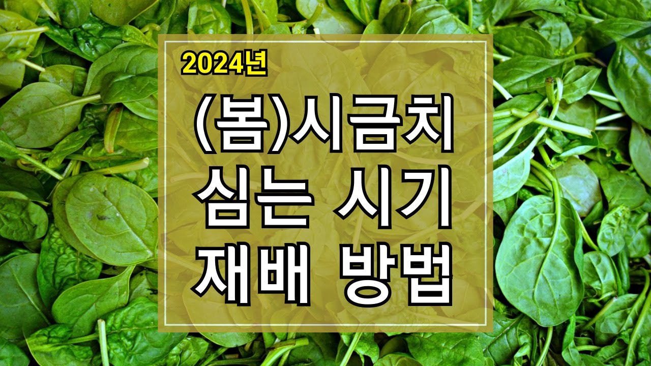 2024년 봄 시금치 심는 시기 및 재배방법 알아보기