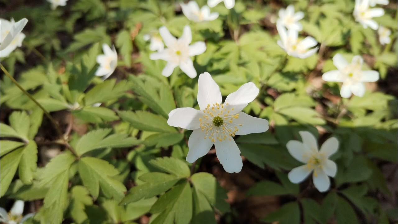 «Азбука природолюбия» - YouTube