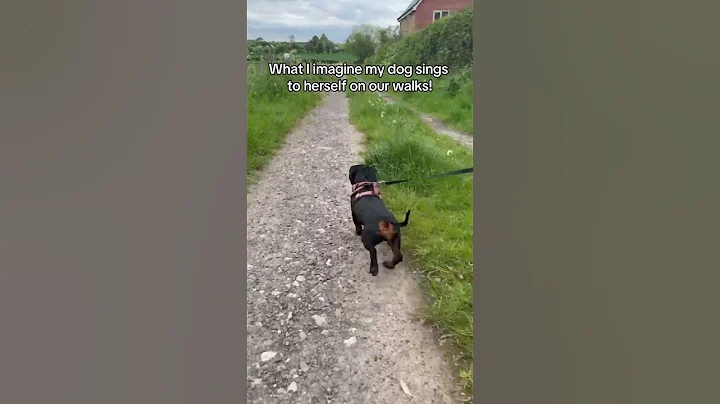 🤣 #dog #puppy #dachshund #cutedog #fypシ #foryou #fyp #sausagedog #cute #puppylife #doxie