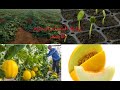 كيفاش نجح في زراعة البطيخ الاصفر-الشمام-