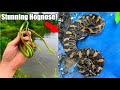 Finding Bright Green Snakes up in TREES, Tons of Copperheads, and STUNNING Hognose!