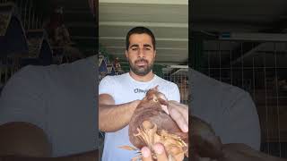 Tumblers And Trumpeter Pigeons