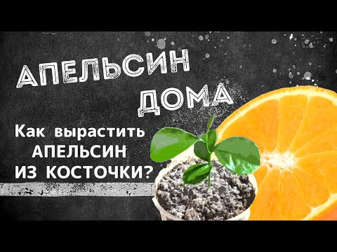 Видео: Как посеять семена апельсина: 11 шагов (с иллюстрациями)