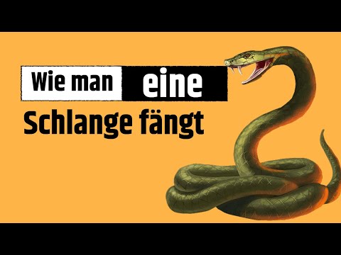 Video: Wie Man Eine Schlange Fängt
