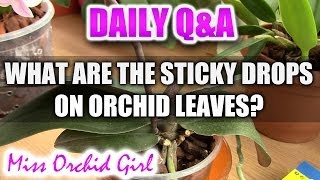 Q&A - What are these sticky water drops on my Orchid leaves?