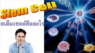 สเต็มเซลล์คืออะไร