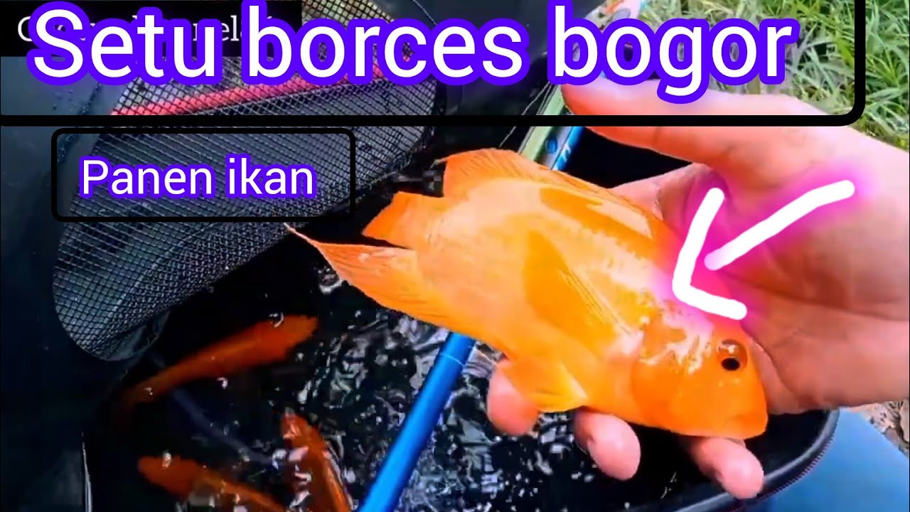 MANCING DI SITU BORCES BOGOR HASIL MELIMPAH