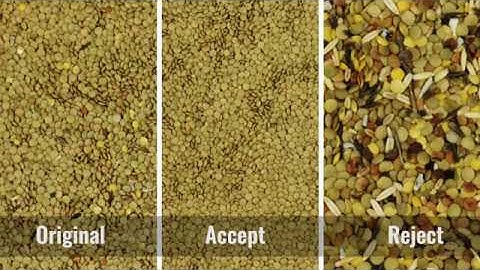 colour sorting of green lentils  on SmartSort optical sorter