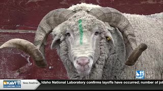 Idaho sheep rancher completes annual shearing with Uruguayan crew