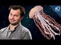 Why We Sent Jellyfish To Space