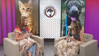 3 Plus Your Pets- Humane Educational Society