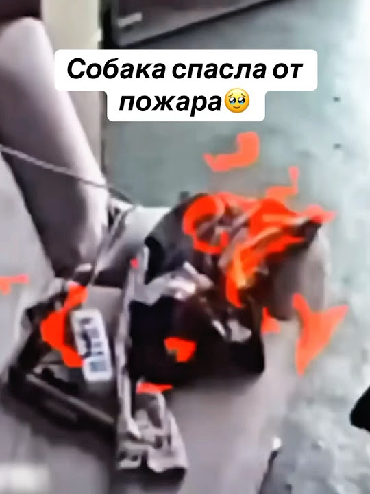Спас от пожара. Умный пёс - YouTube