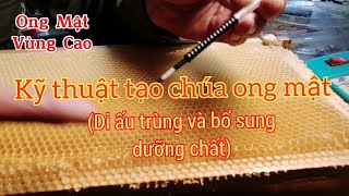 Kỹ thuật tạo chúa ong mật (di trùng và bổ sung dưỡng chất)