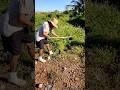 O VELHO DO TIK TOK O NOVO ASTRO LEVANDO UM ESQUENTA