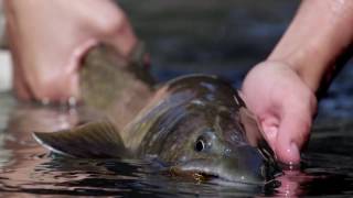Scientific Anglers: Fly Fusion TV - S1E5 - Solitude | AvidMax