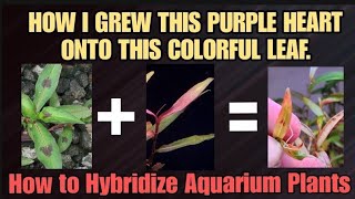 How Hybrid Aquarium Plants Are Made. Crossing Aquatic Plant Species For Thier Desired Traits & Color