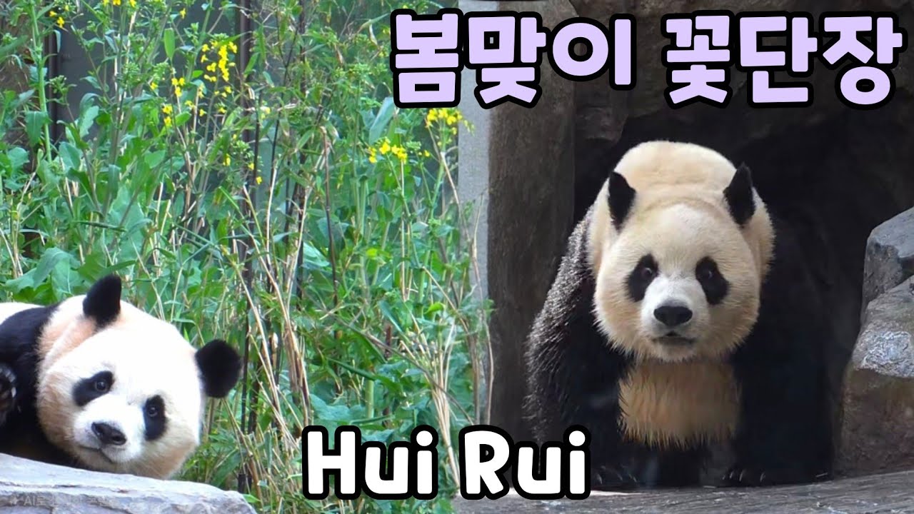 2026년 3월 4일 루이와 후이가 봄에 왔음을 알려줍니다. 루이 물놀이 했어요 에버랜드 판다월드 세컨하우스 