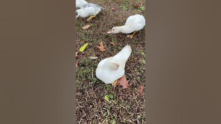 Muscovy ducks vs other homestead birds