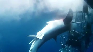 Cá mập trắng mất mạng vì lao vào lồng bảo vệ thợ lặn