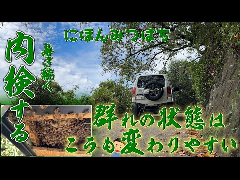 ニホンミツバチ 群れの状態はこうも変わりやすい！新しい巣碑が形成