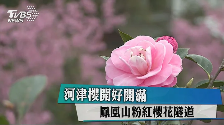 河津櫻開好開滿　鳳凰山粉紅櫻花隧道 - 天天要聞