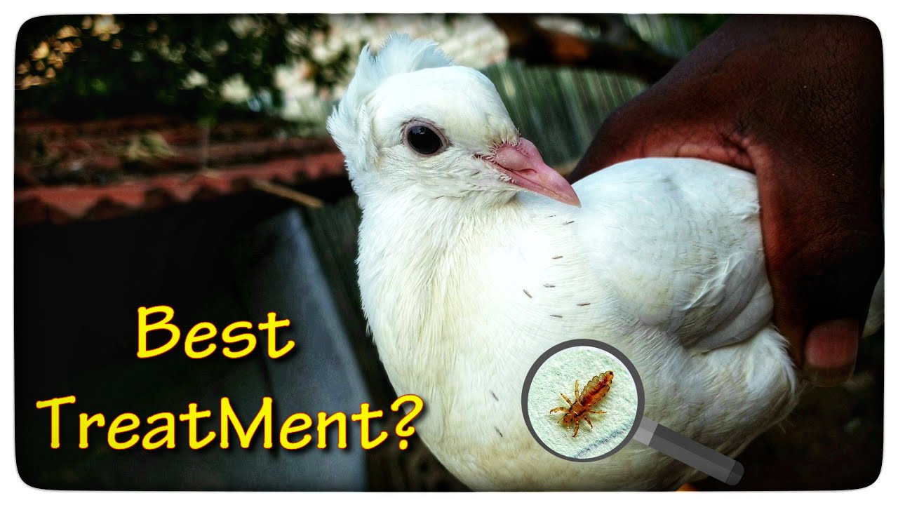 🕊️புறாவின் உடலில் உள்ள பூச்சி மற்றும் பேன்களை நீக்க சிறந்த முறை || Pigeon lice Treatment ||