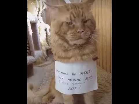 Какая Наглая рыжая морда. - YouTube