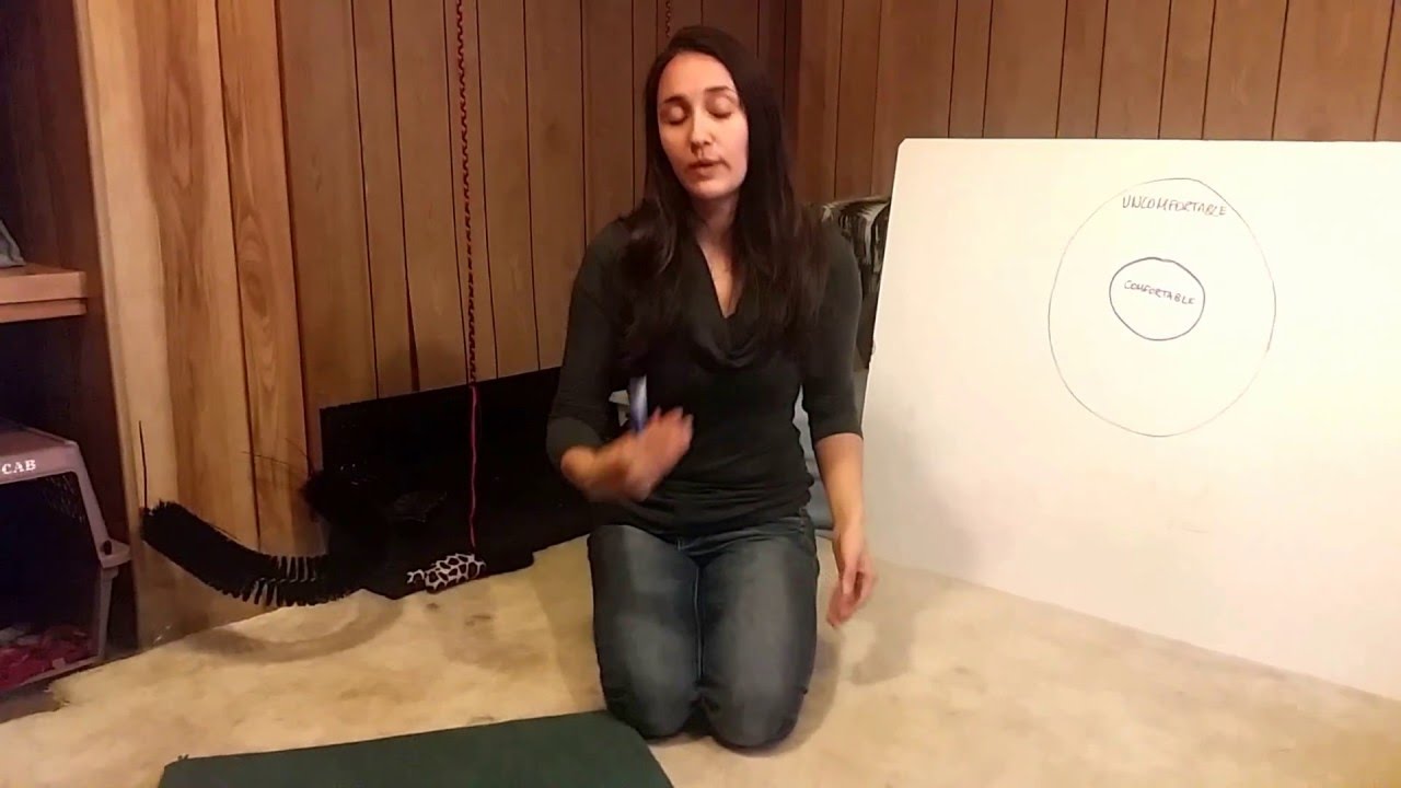 Working with cats who bite when over stimulated - Confident Cats