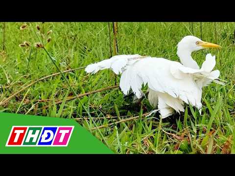 Bẫy chim trời, quảng cáo bán có thể bị phạt 400 triệu đồng, tù 15 năm | THDT