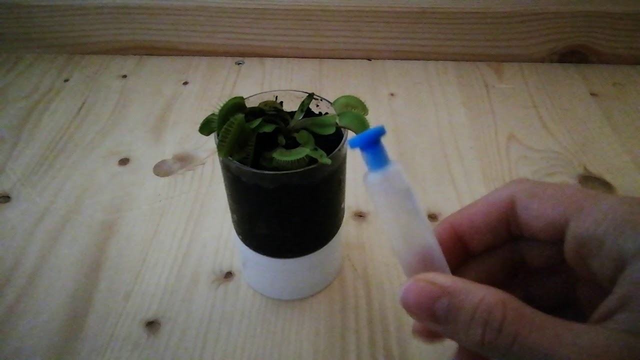 Comment élever la dionée #1