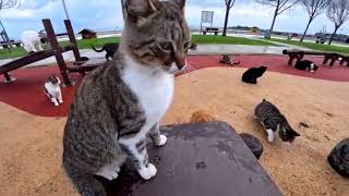 100+ Real Cats, One Unforgettable Moment! 😻 No AI, Just Pure Love
