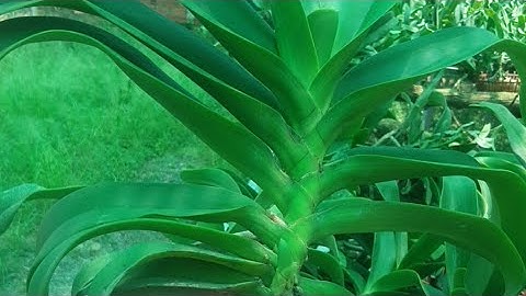 23/5 bán lan ngọc điểm rừng Campuchia giá rẻ. số điện thoại, zalo 0987157820||@vuonlanhaiyen