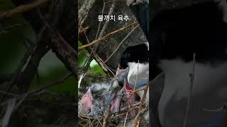 [한국의 새] 물까치 육추