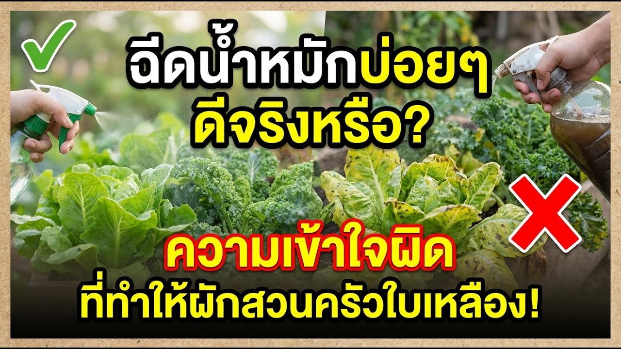 ฉีดจุลินทรีย์หมักมากยิ่งดีจริงหรือ? ไขข้อข้องใจใบเหลืองในพืช