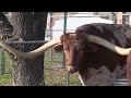A look at the san antonio stock show  rodeos bovine education center