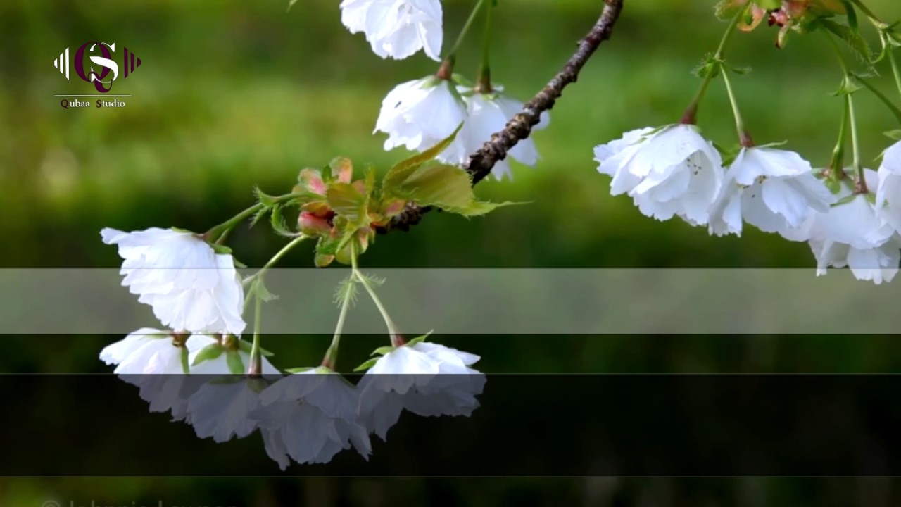 القارئ هلويست نصرالدين تلاوة تفوق الوصف