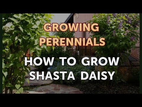 Video: Shasta Daisy Flowers: teave Shasta Daisy kasvatamise kohta