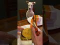 Food war is about to start #dog #dogshorts #dogvideos #dogs#funnydogs