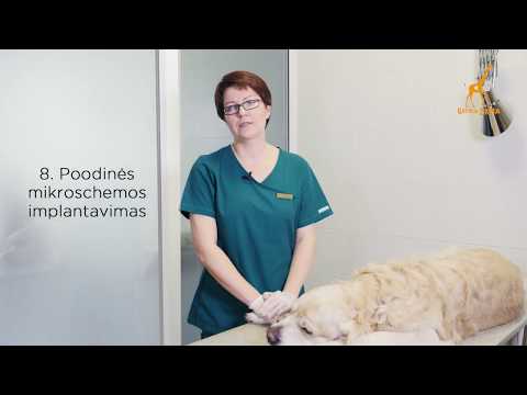 Video: Šunų persileidimo požymiai