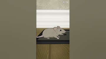 粘着トラップを使ってはいけない理由【短編アニメ】