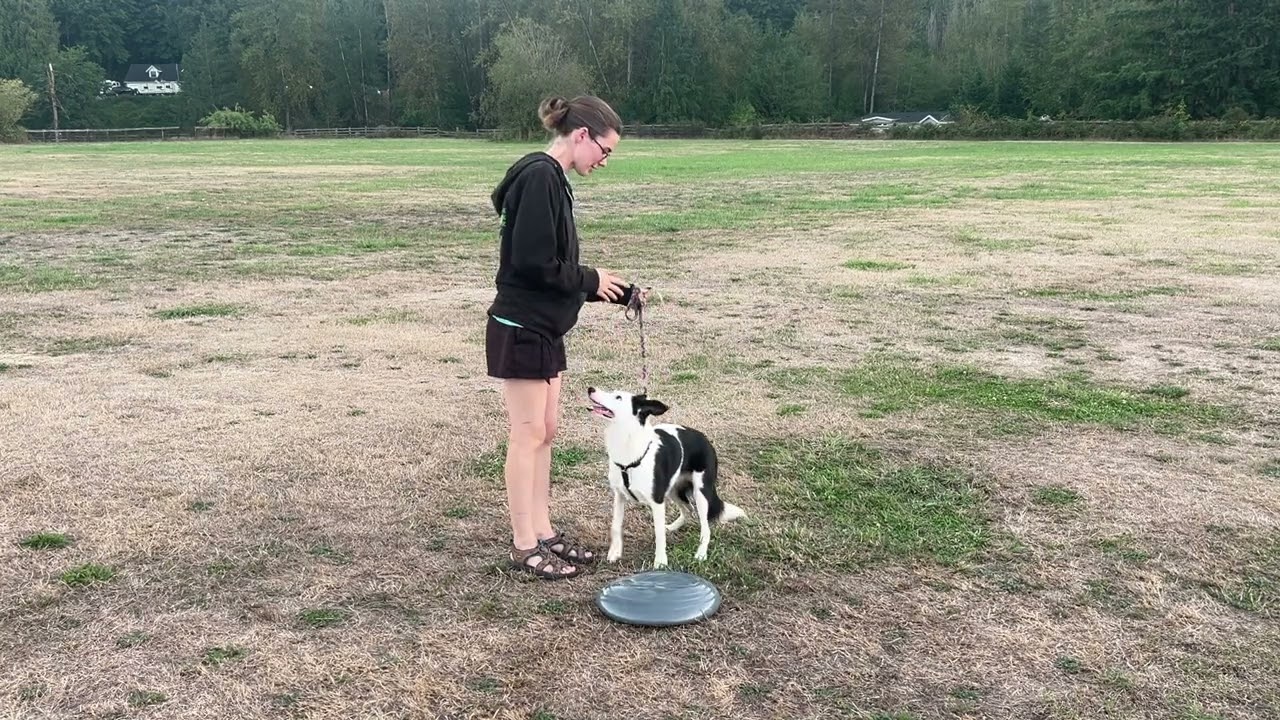 Zuko's All Dogs Parkour FS Level 3